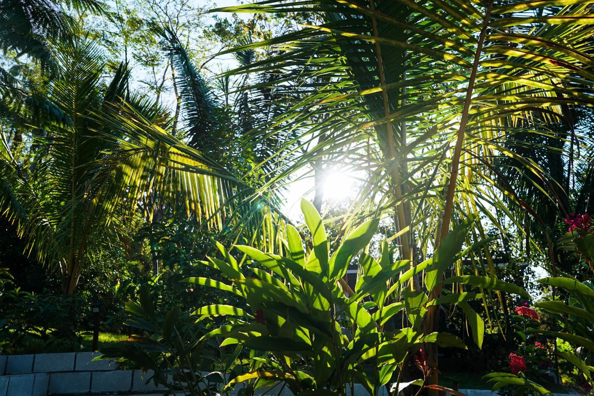 House In The Palm Forest Каррильо Экстерьер фото